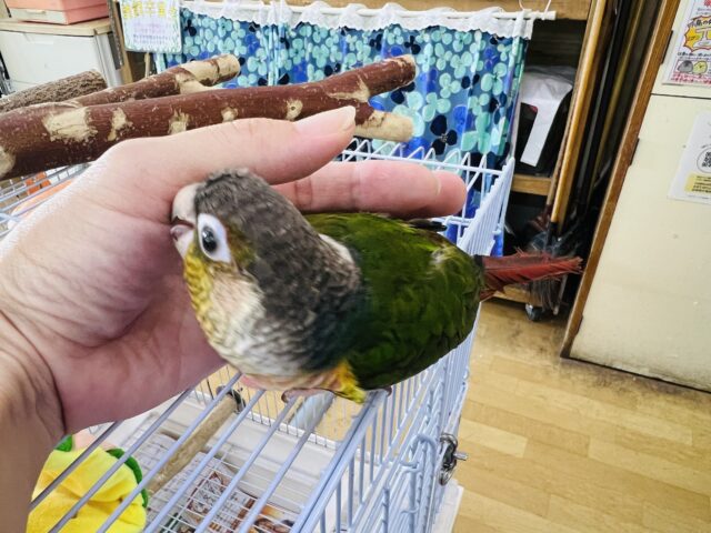 ホオミドリウロコインコ