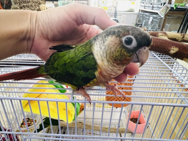 ホオミドリウロコインコ