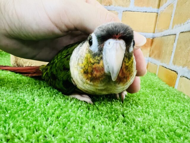 ホオミドリウロコインコ