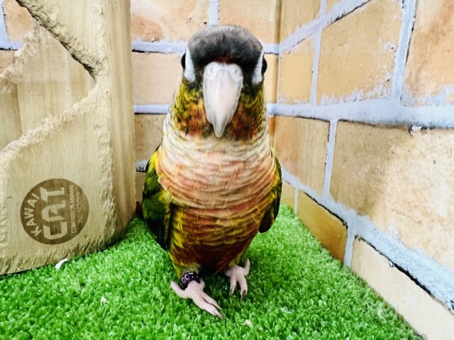 ホオミドリウロコインコ