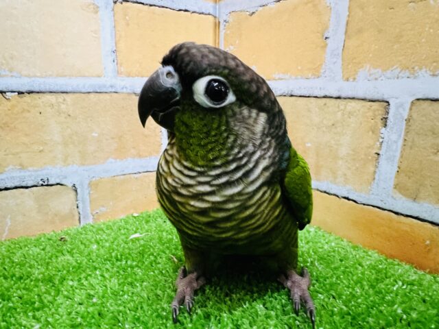 ホオミドリウロコインコ