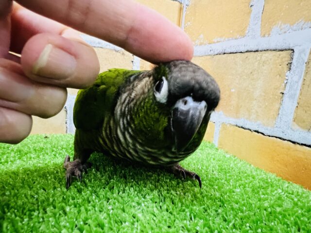 ホオミドリウロコインコ