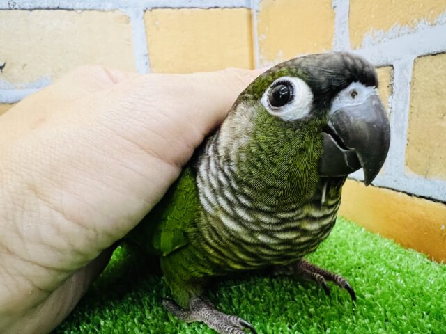 ホオミドリウロコインコ