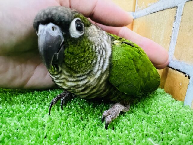 ホオミドリウロコインコ