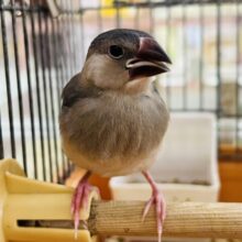 画像更新☆黒いよ！パタパタ〜桜文鳥