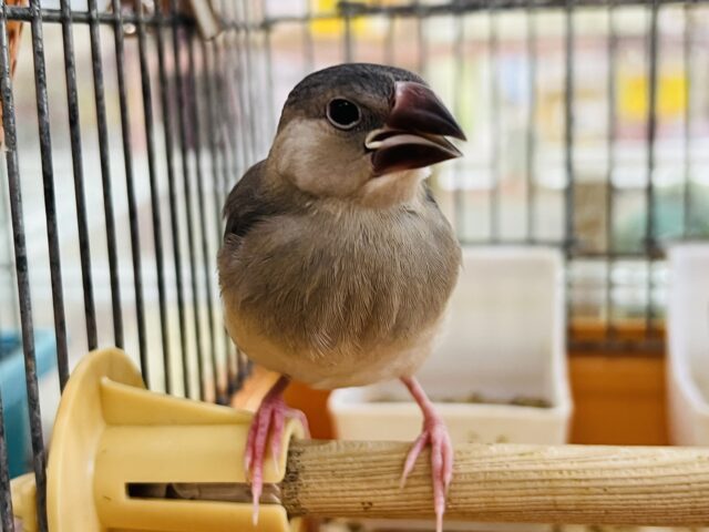 画像更新☆黒いよ！パタパタ〜桜文鳥