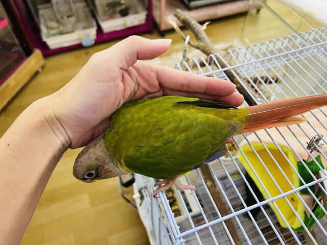 ホオミドリウロコインコ