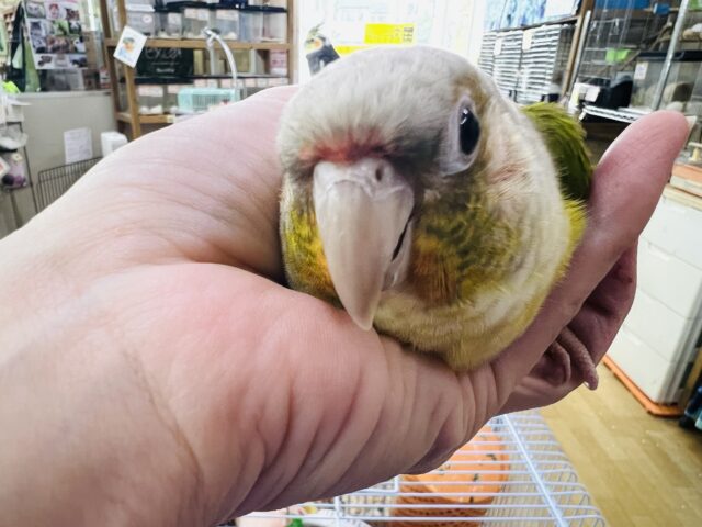 ホオミドリウロコインコ