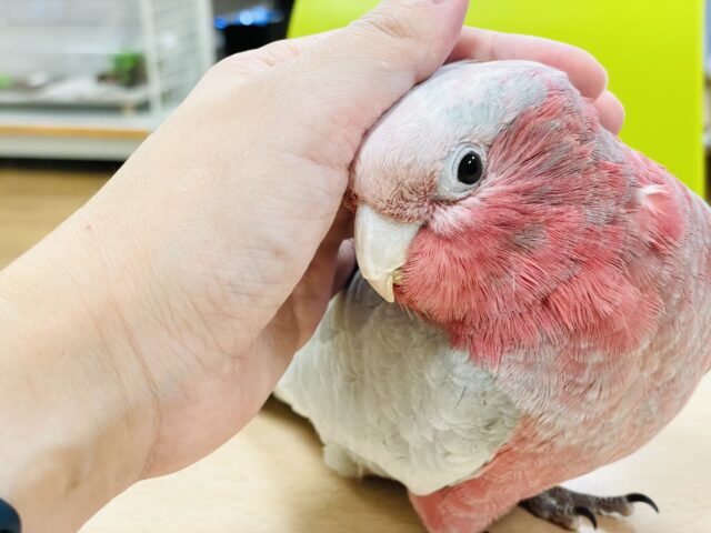 モモイロインコ