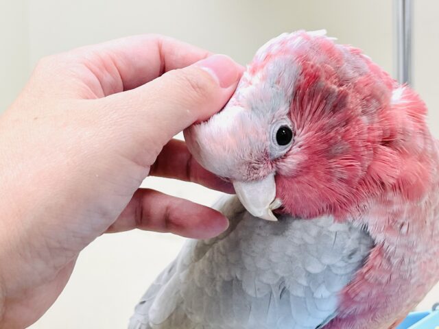 モモイロインコ