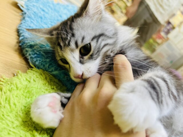 ワンニャン祭開催中‼️超がつくほど甘えん坊💘ノルウェージャンフォレストキャットの男の子♫