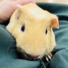 【最新画像更新🪄】ぽけ〜🫧おっとり穏やか♡ロシアンモルモット(男の子)