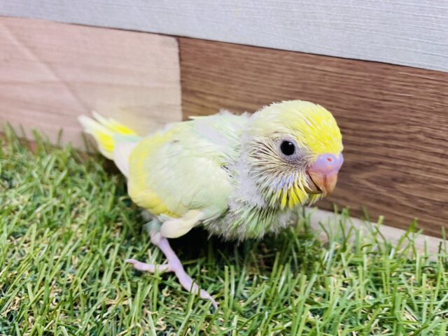 セキセイインコ