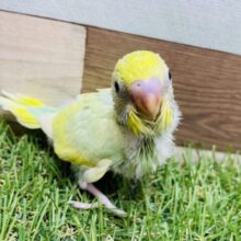 淡いお色が綺麗でキュートな子💕セキセイインコのパステルカラーレインボー！！