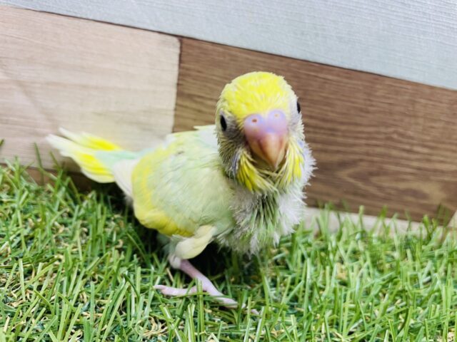 淡いお色が綺麗でキュートな子💕セキセイインコのパステルカラーレインボー！！