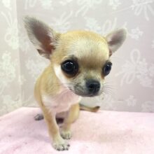 おめめくりくり(ˊo̴̶̷̤  ̫ o̴̶̷̤ˋ)🎵スムースチワワ(レッド)女の子💕2024年7月26日生まれ