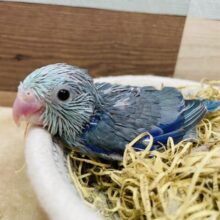 お顔のお色がどんな感じになるか楽しみな子✨マメルリハインコのターコイズブルー！！