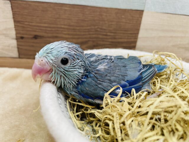 お顔のお色がどんな感じになるか楽しみな子✨マメルリハインコのターコイズブルー！！