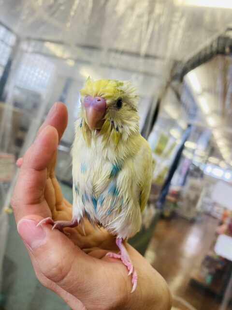 セキセイインコ