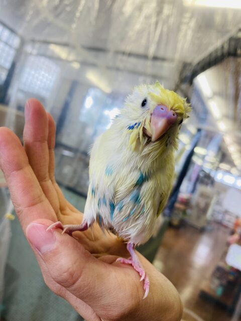 セキセイインコ