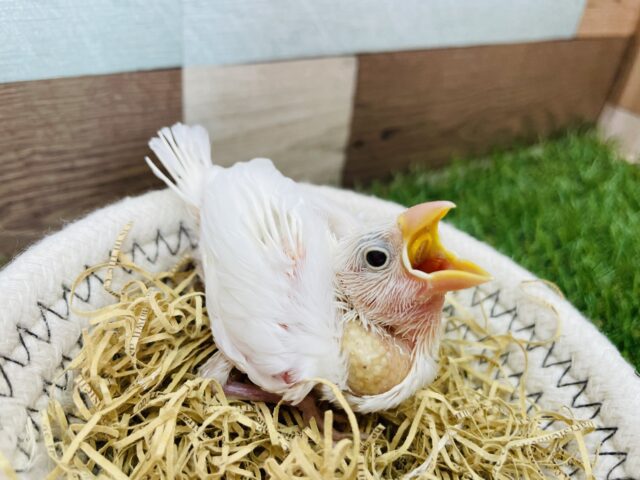 最新画像あります⭐️ピンクのお肌が見えちゃうヒナヒナちゃん👀白文鳥！！