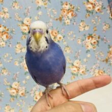 ベタ慣れノリノリです❤︎*ˊᵕˋ手乗りセキセイインコ(バイオレットオパーリン)🪽✨