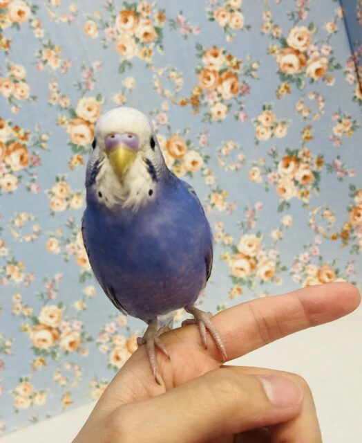 ベタ慣れノリノリです❤︎*ˊᵕˋ手乗りセキセイインコ(バイオレットオパーリン)🪽✨