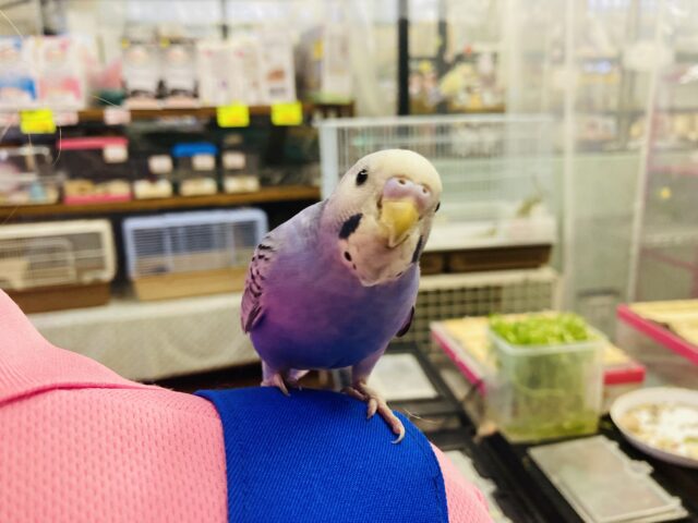 セキセイインコ