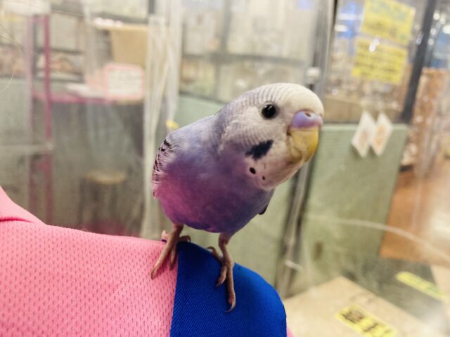 セキセイインコ