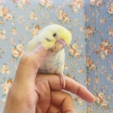 なんてかわいいの❤︎´꒳`* 手乗りセキセイインコ(コバルトパイド)さん🫧