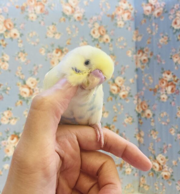 なんてかわいいの❤︎´꒳`* 手乗りセキセイインコ(コバルトパイド)さん🫧