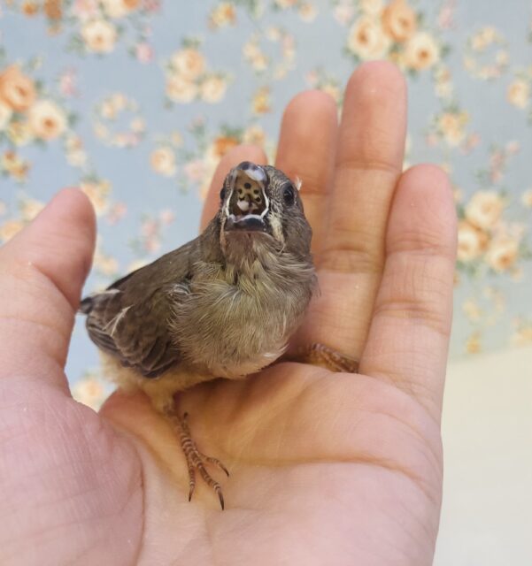 小さくてもお腹いっぱい食べるよ♩❤︎手乗りキンカチョウのヒナちゃんです🪶❤︎