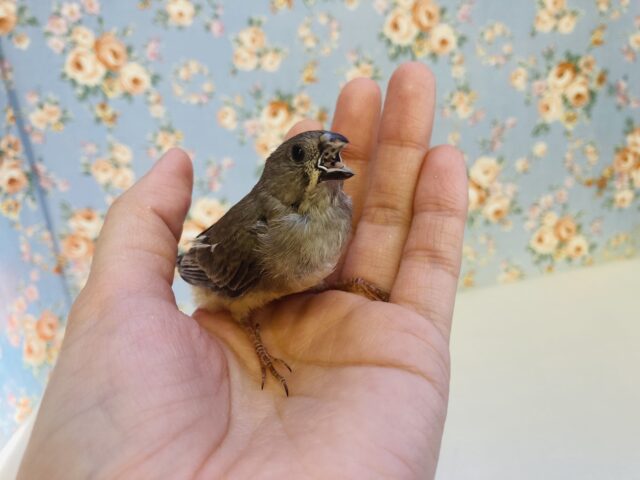 錦花鳥（キンカチョウ）