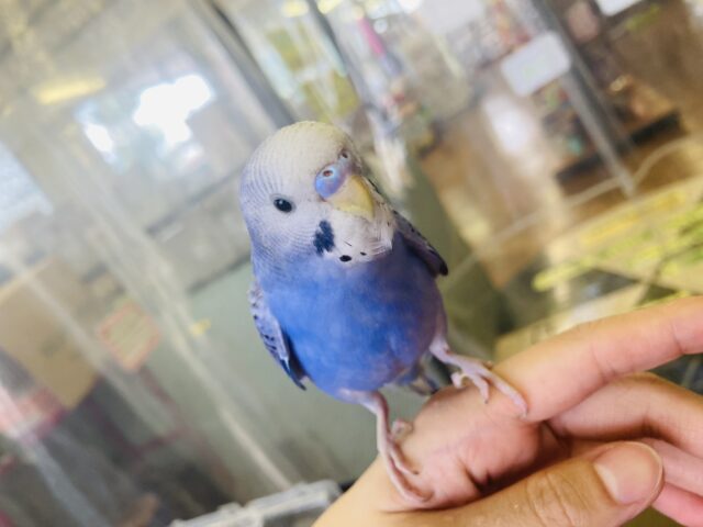 セキセイインコ