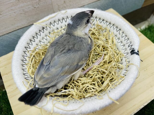 桜文鳥