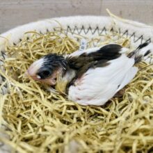 白い羽がとっても綺麗なおチビちゃん🥰十姉妹のヒナさん！！