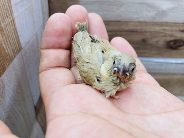 錦花鳥（キンカチョウ）