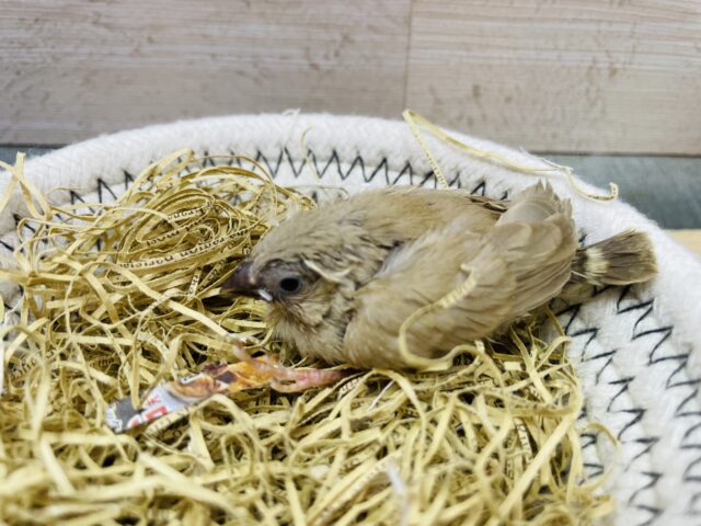 錦花鳥（キンカチョウ）