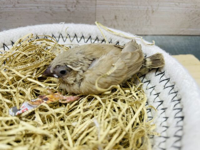 錦花鳥（キンカチョウ）