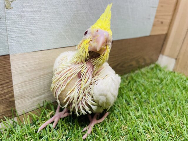 オカメインコ