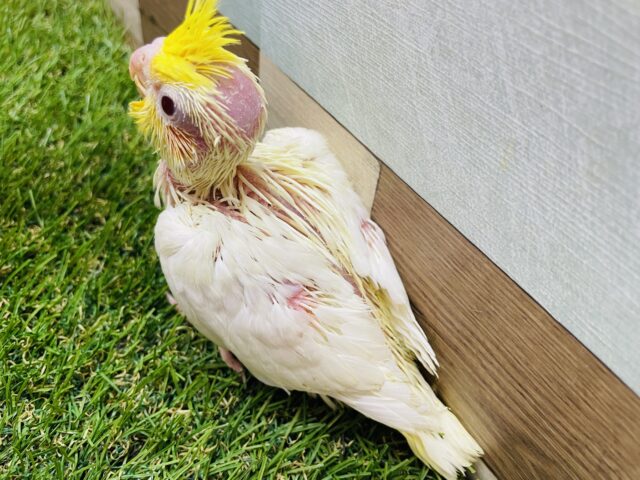 オカメインコ