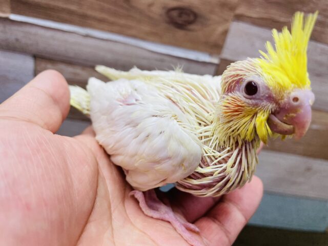 オカメインコ