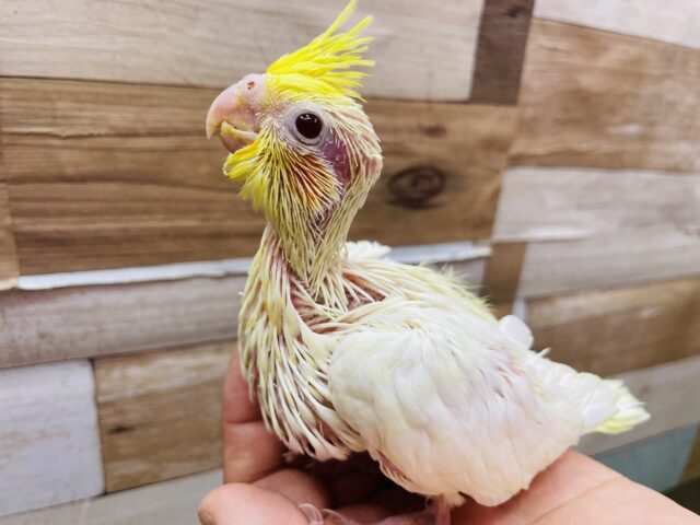 オカメインコ