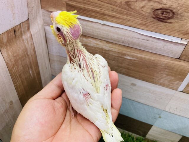 オカメインコ