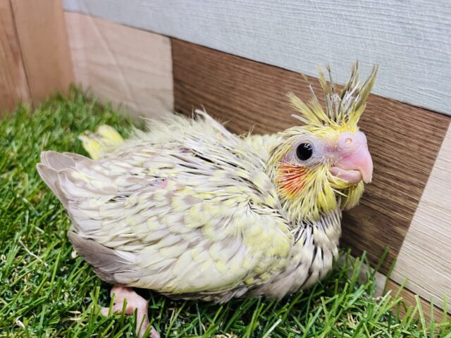 オカメインコ