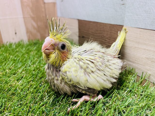 オカメインコ