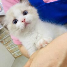 ブルーの瞳がキラキラ🩵✴︎甘えんぼ❤︎激かわラグドールちゃん､女のコ🌟♀