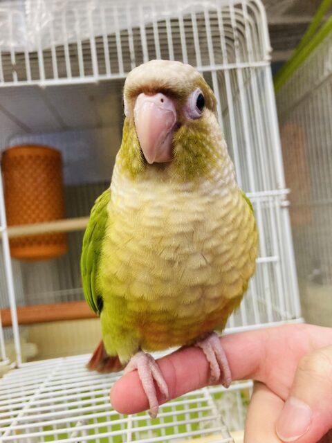 ホオミドリウロコインコ