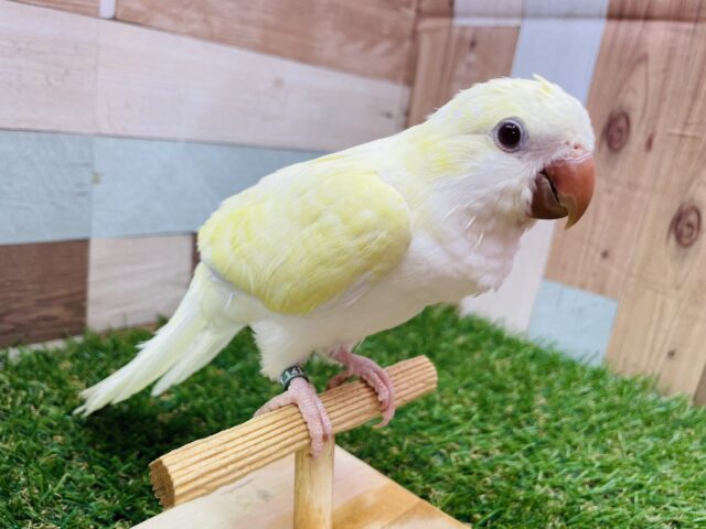 オキナインコ