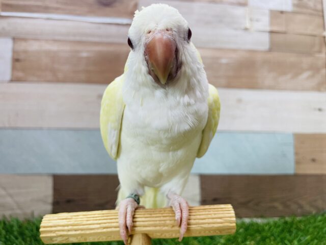 オキナインコ